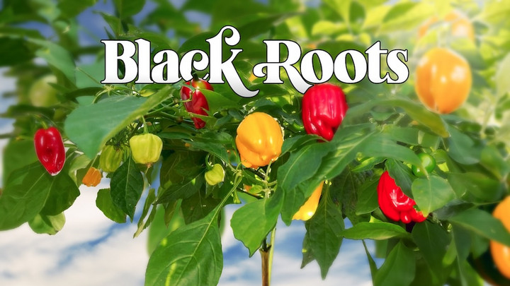 Black Roots - Roots (Full Album) [4/12/2024]