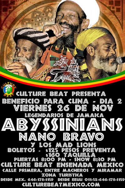 Abyssinians 11/26/2010