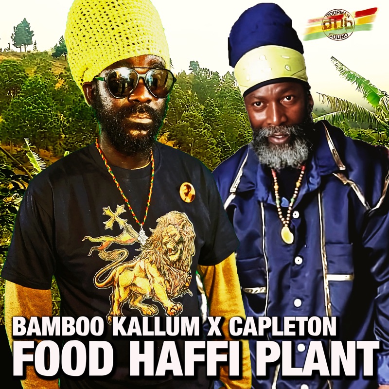 Bamboo Kallum X Capleton - Food Haffi Plant