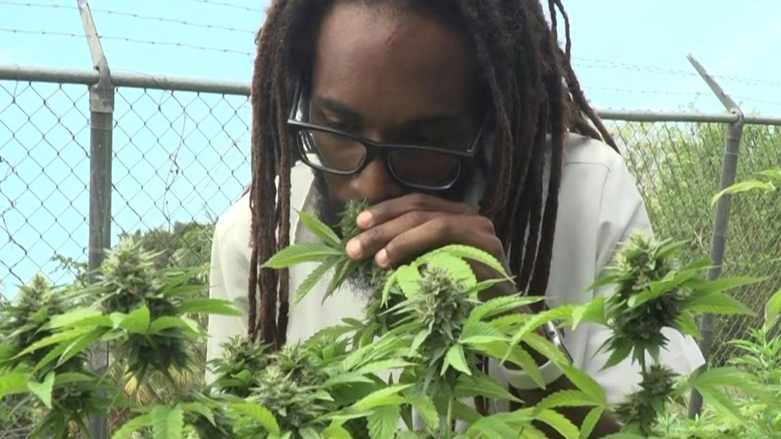 bob marley ganja interview bob marley ganja interview