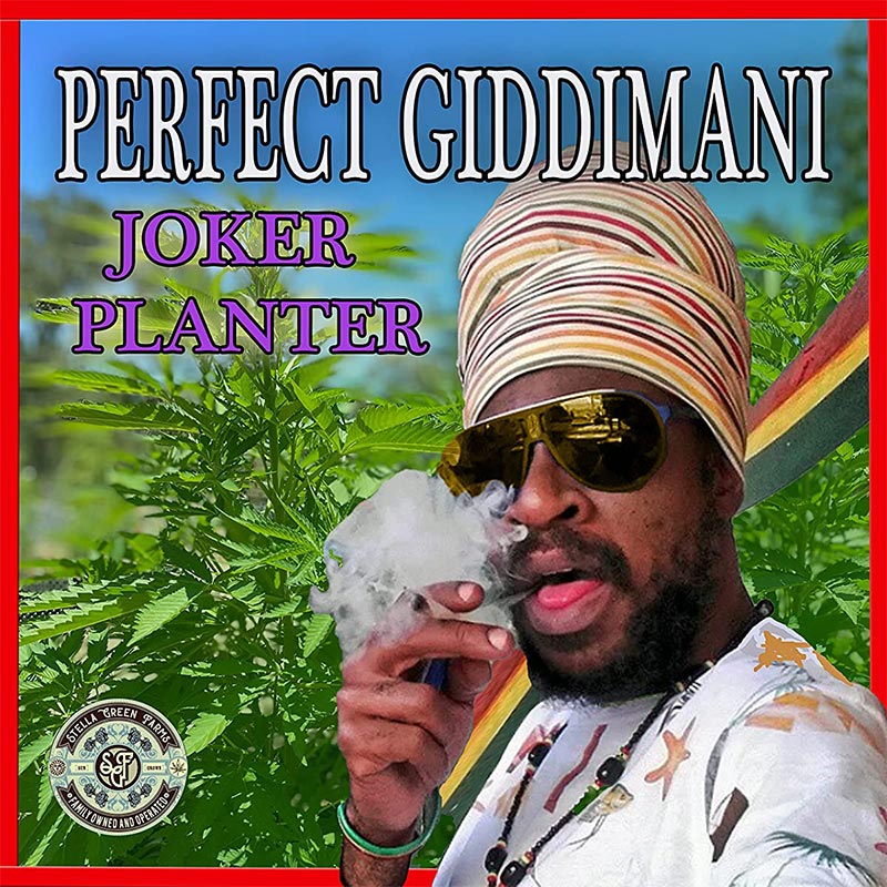 Perfect Giddimani - Joker Planter