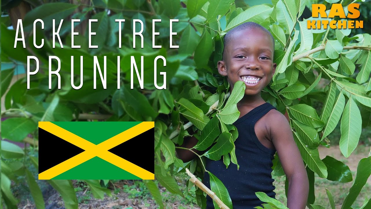 Ras Kitchen - Ackee Tree Pruning with Ratty & Coppy [5/13/2019]