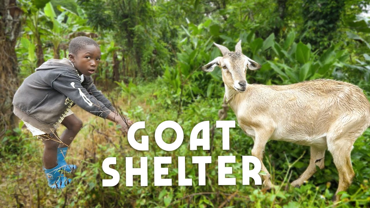 Ras Kitchen - Building A Temporary Goat Shelter [3/5/2021]