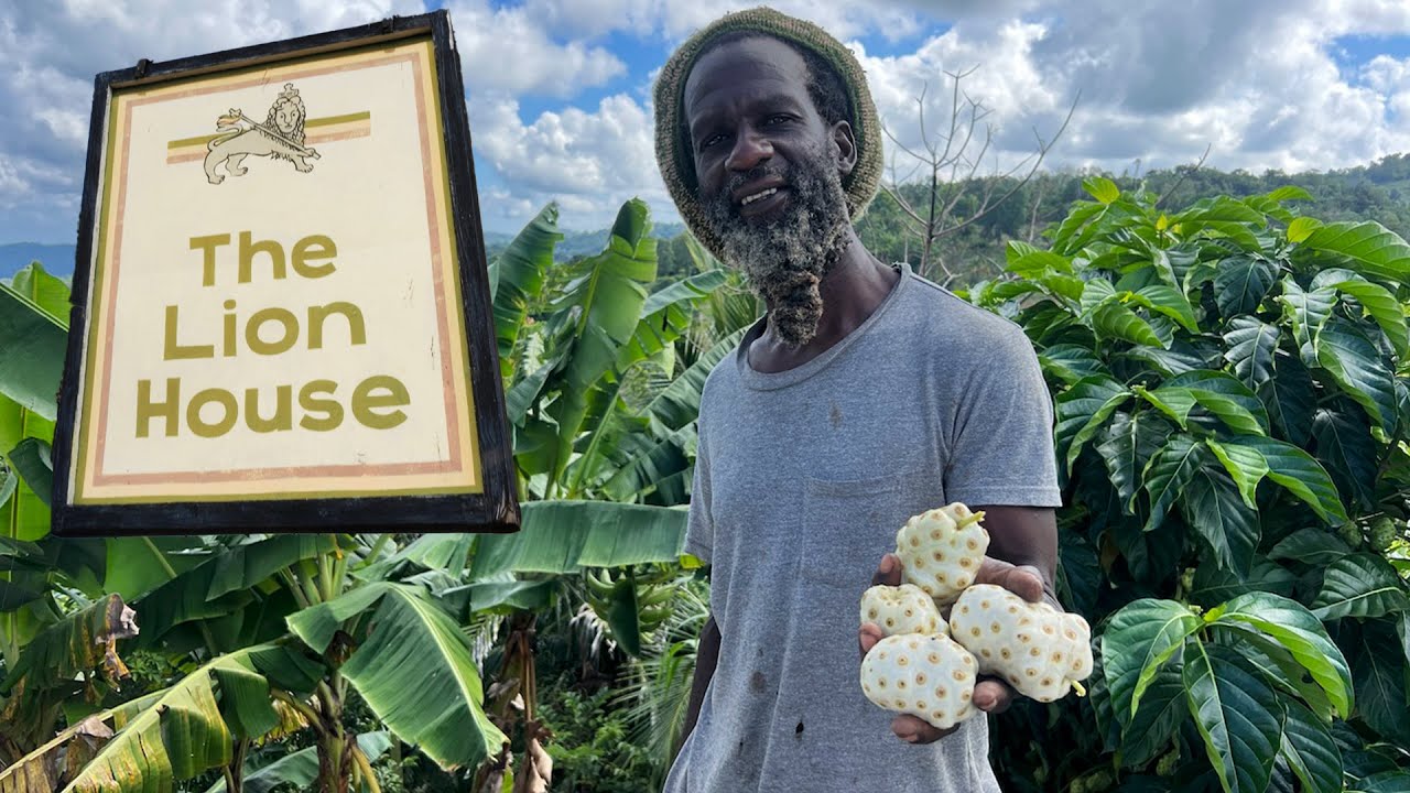 Ras Kitchen - The Lion House! Spectacular Views by Ocho Rios [1/19/2024]