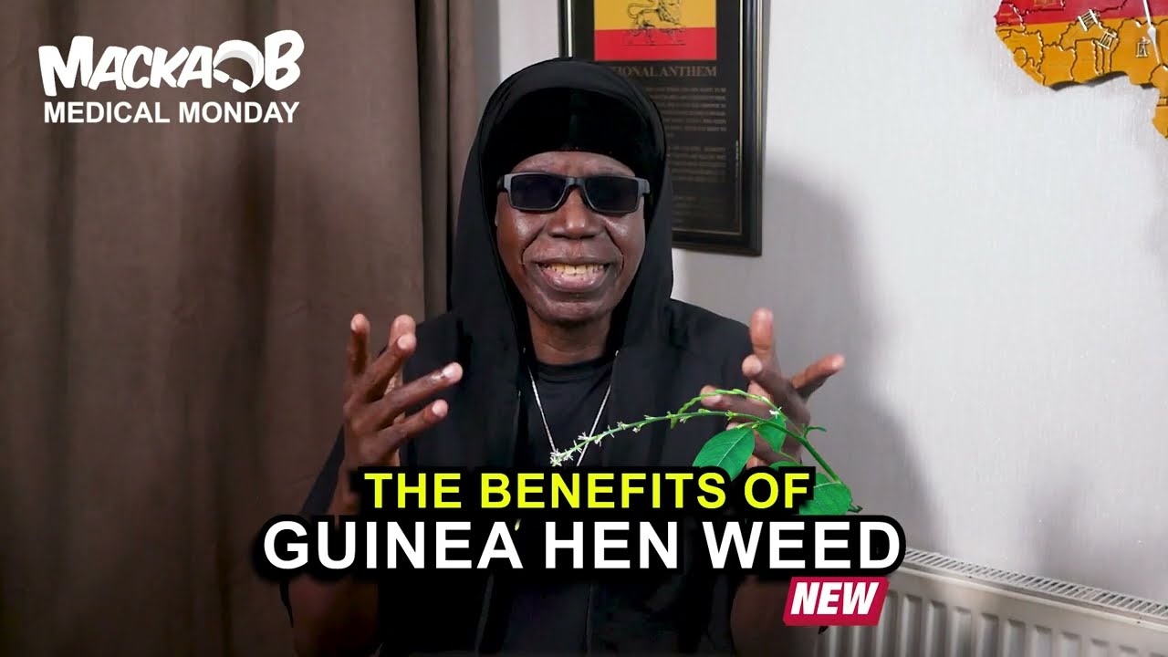 Macka B's Medical Monday - Guinea Hen Weed [10/30/2023]