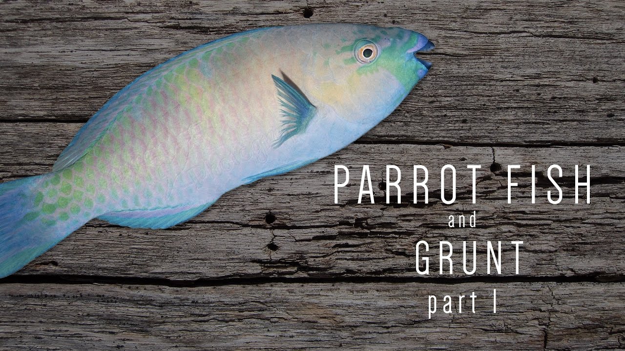 Ras Kitchen - Parrot Fish & Grunt [2/22/2017]