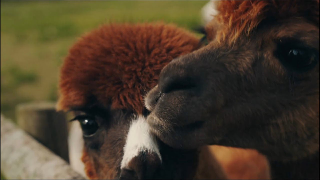 Elijah Minnelli feat. Carwyn Ellis - Donna Donna (Chwerthin)