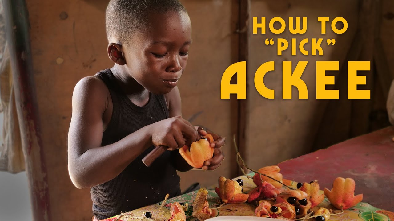 How To Pick Ackee with Ratty & Mokko! [11/22/2019]