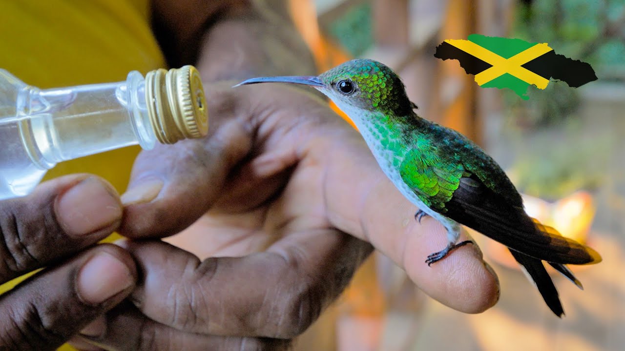 Ras Kitchen - Hummingbird Hangout! Doctor Bird & Jamaican Mango Up Close [5/4/2022]