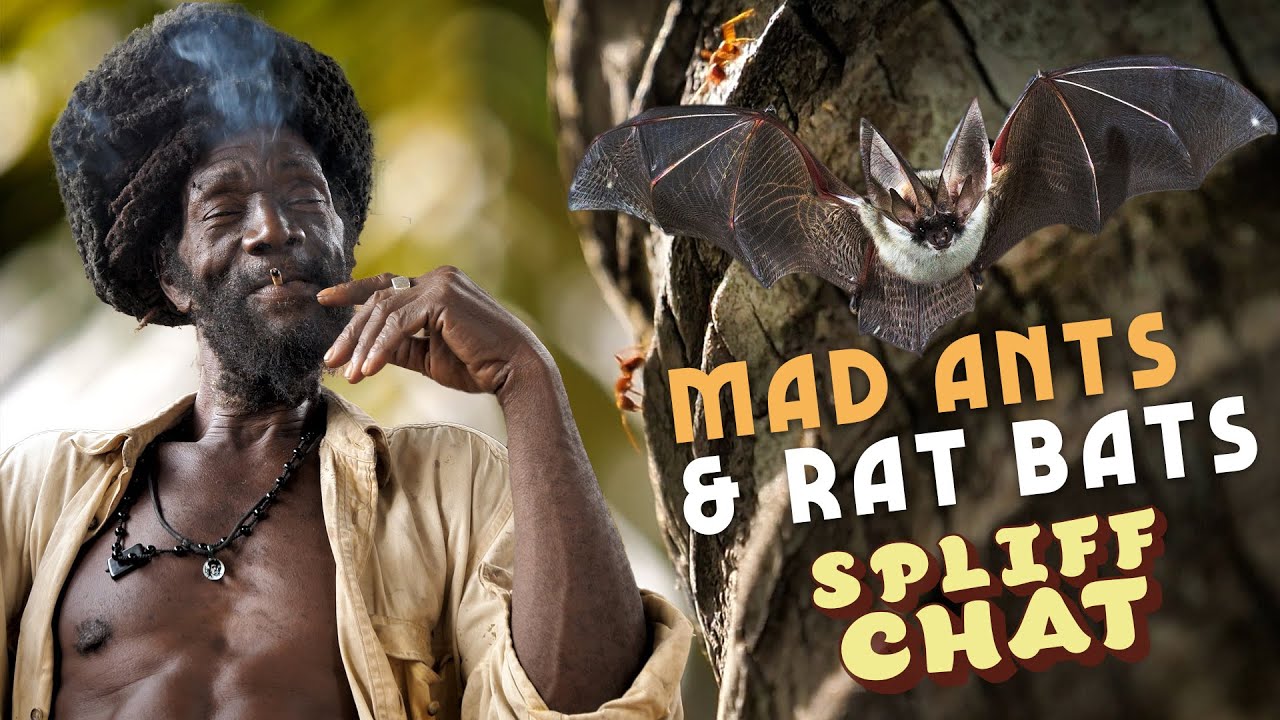 Ras Kitchen - Mad Ants and Rat Bats! [7/9/2021]