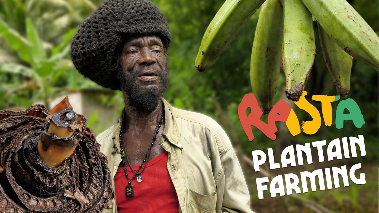 Ras Kitchen - Plantain Sucker | Slow Farming in Jamaica [1/8/2021]