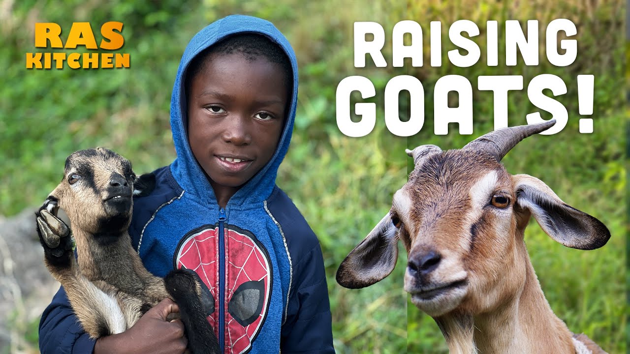Ras Kitchen - Raising Goats with Ratty | Jamaica Yard Lifestyle [6/19/2022]