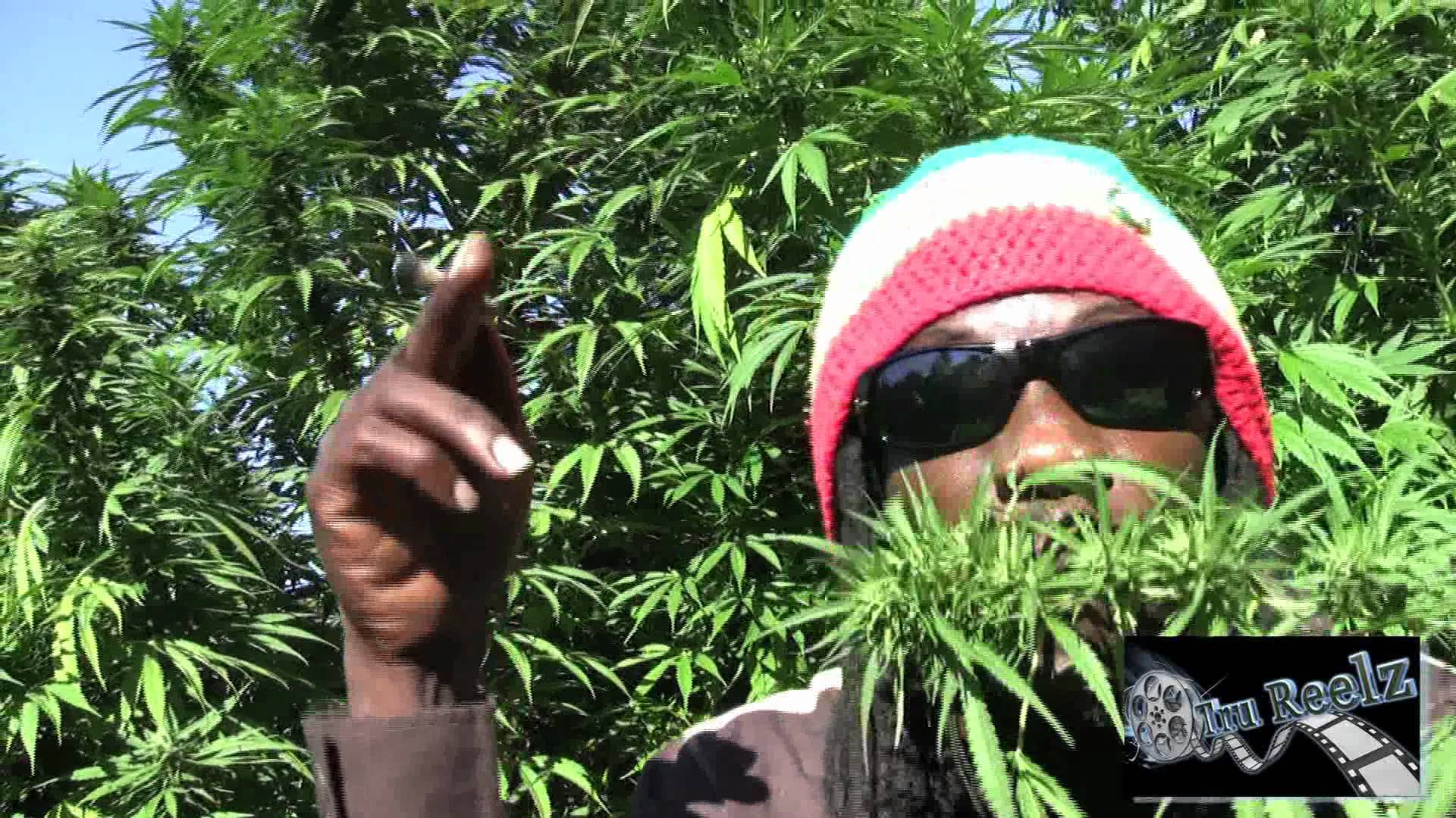 Про марихуану песни скачать марихуана в африке