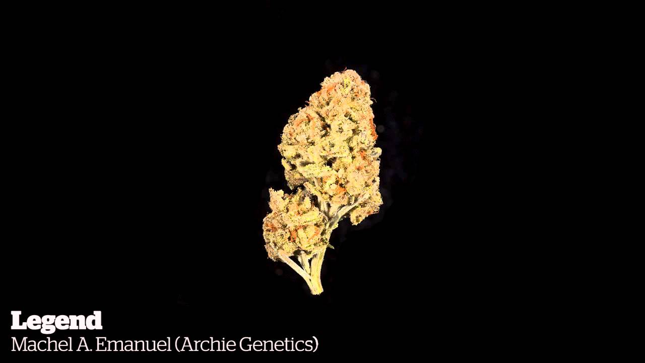 High Times World Cannabis Cup 2015 -Jamaican Indoor Entries [11/14/2015]