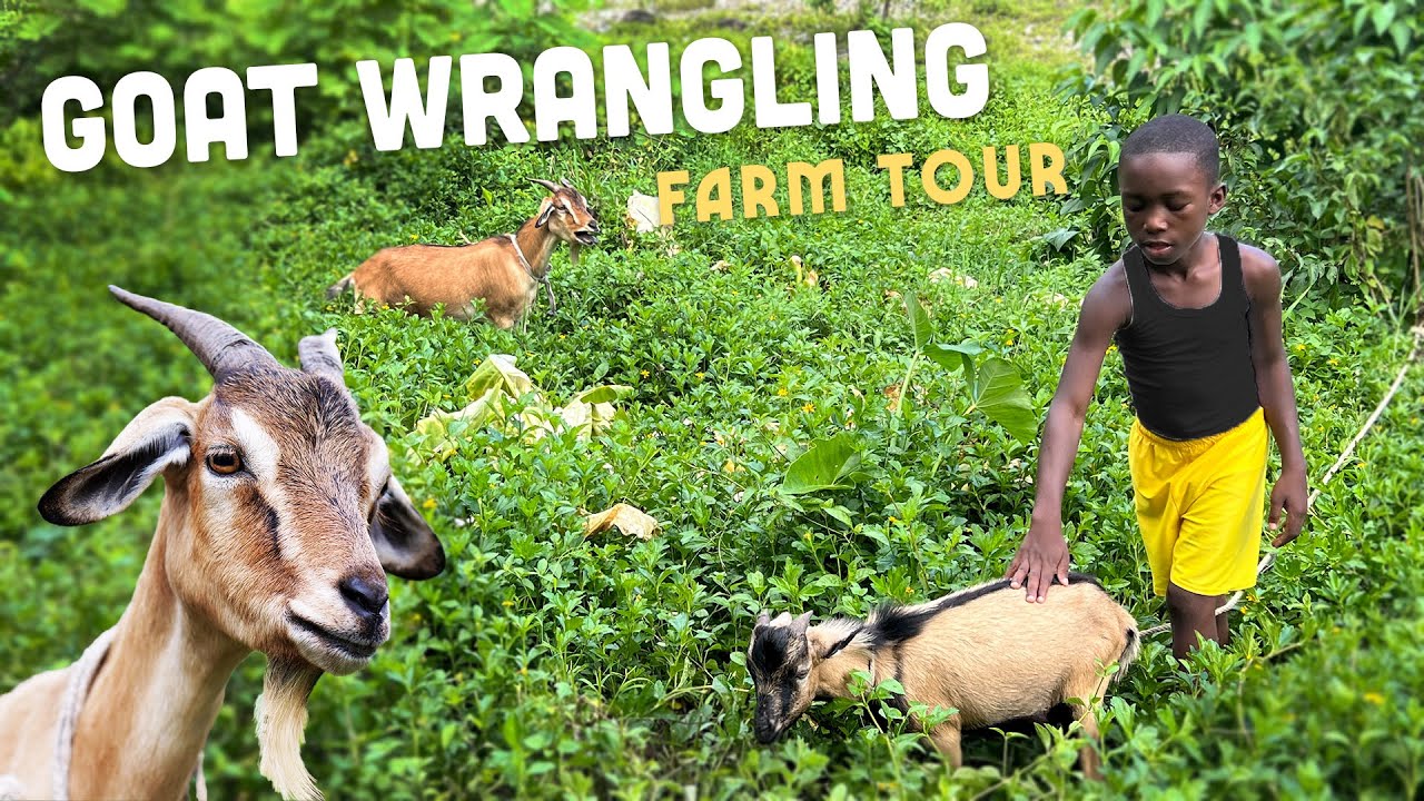 Ras Kitchen - Goat Wrangling, New Cucumba & Peanuts! Farm Checkup with Ratty [12/30/2022]