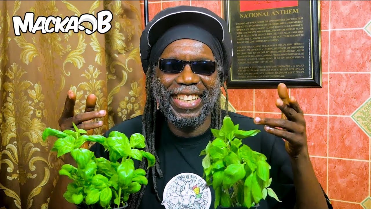 Macka B's Medical Monday - Is This A Sacred Herb? [1/15/2018]