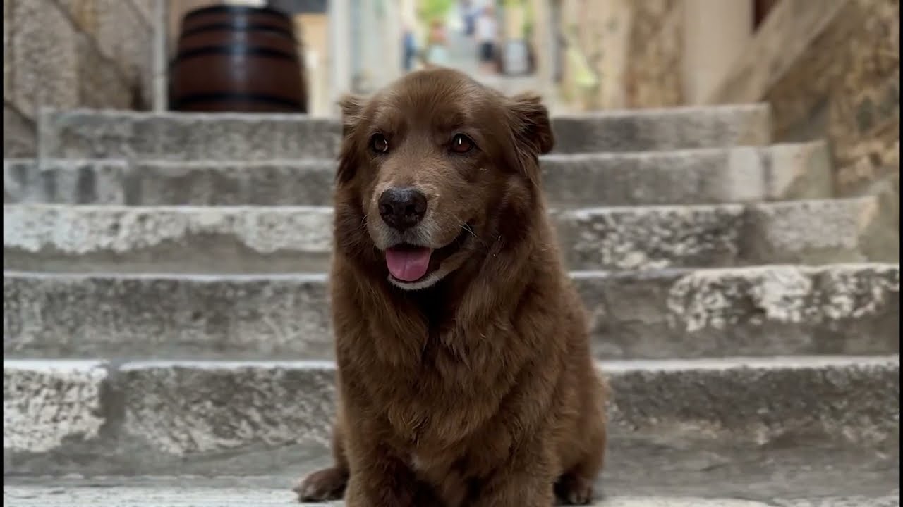 Stick Figure – Tribute to Cocoa [1/26/2026]