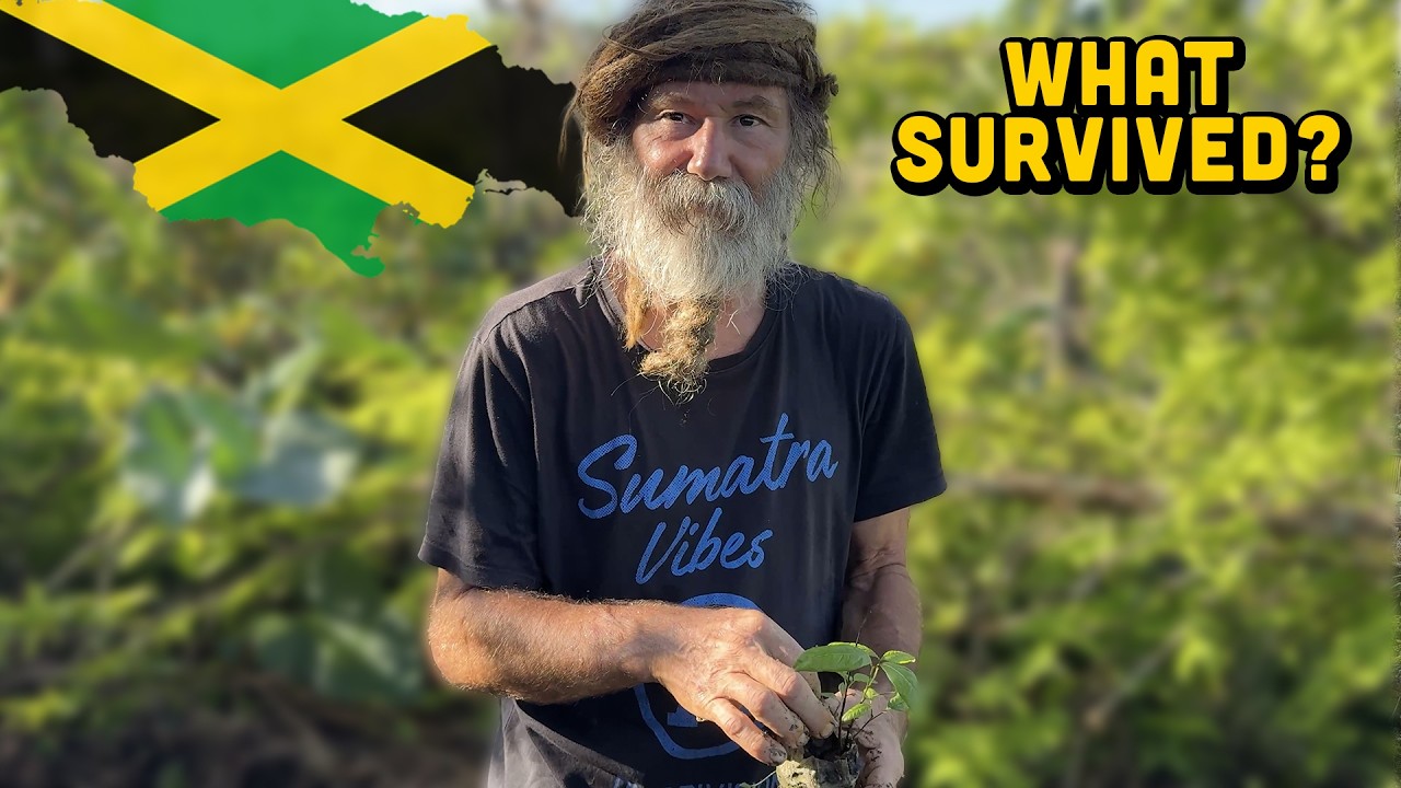 Ras Kitchen -  Tommy's Plant Nursery After the Hurricane