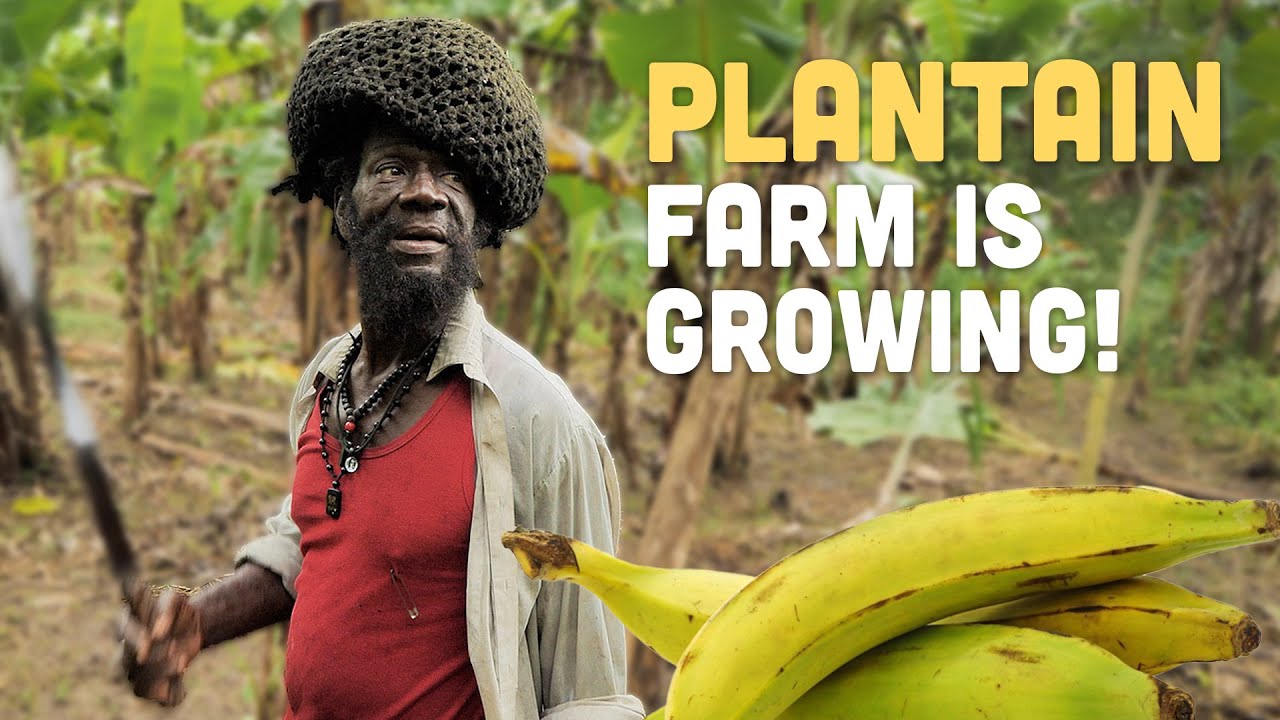 Ras Kitchen - The Plantain Farm is Growing Huge [9/24/2021]