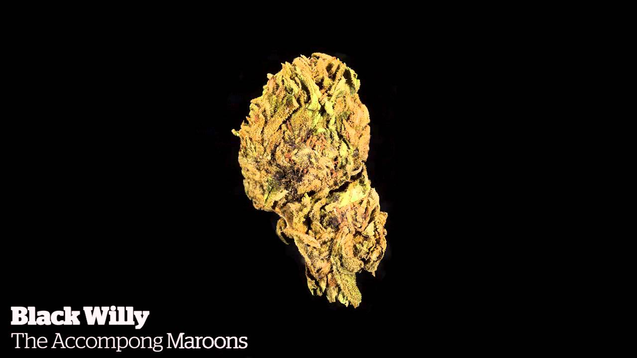 High Times World Cannabis Cup 2015 - Jamaican Sativa Flower Entries [11/14/2015]