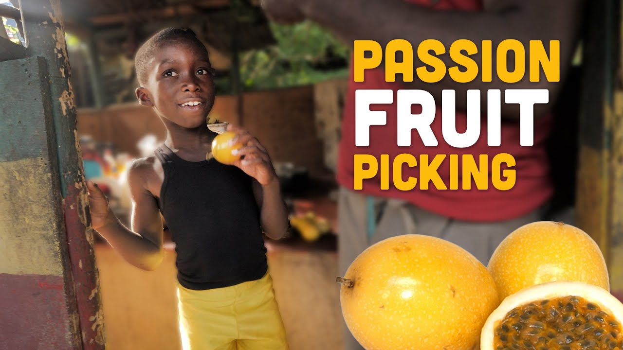 Ras Kitchen - Picking Passion Fruit with Matthew & Ratty! [11/3/2021]