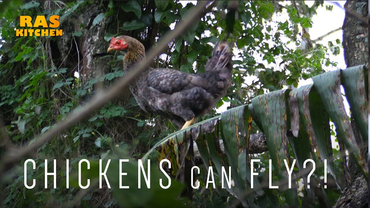 Ras Kitchen - Chickens Can Fly?!? [6/12/2017]