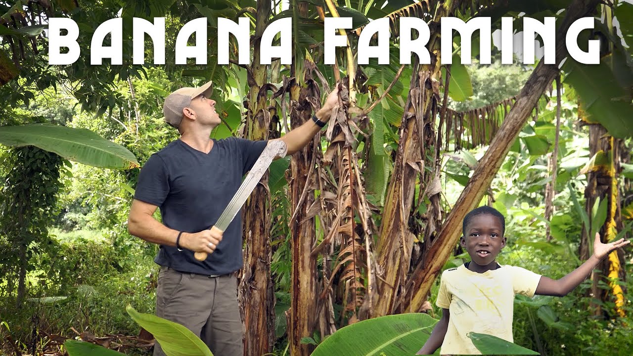 Ras Kitchen - Cleaning up the Banana Farm [3/26/2021]