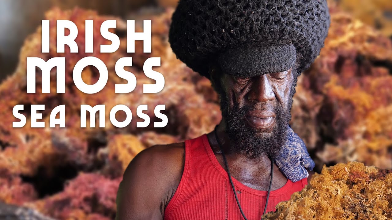 Ras Kitchen - Sea Moss, Irish Moss & Land Moss | Bob Marley's Favorite! [11/29/2019]