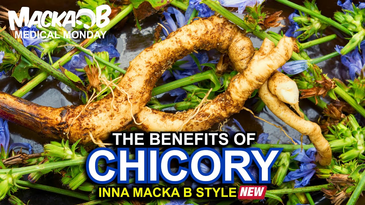 Macka B's Medical Monday - Chicory [10/3/2022]