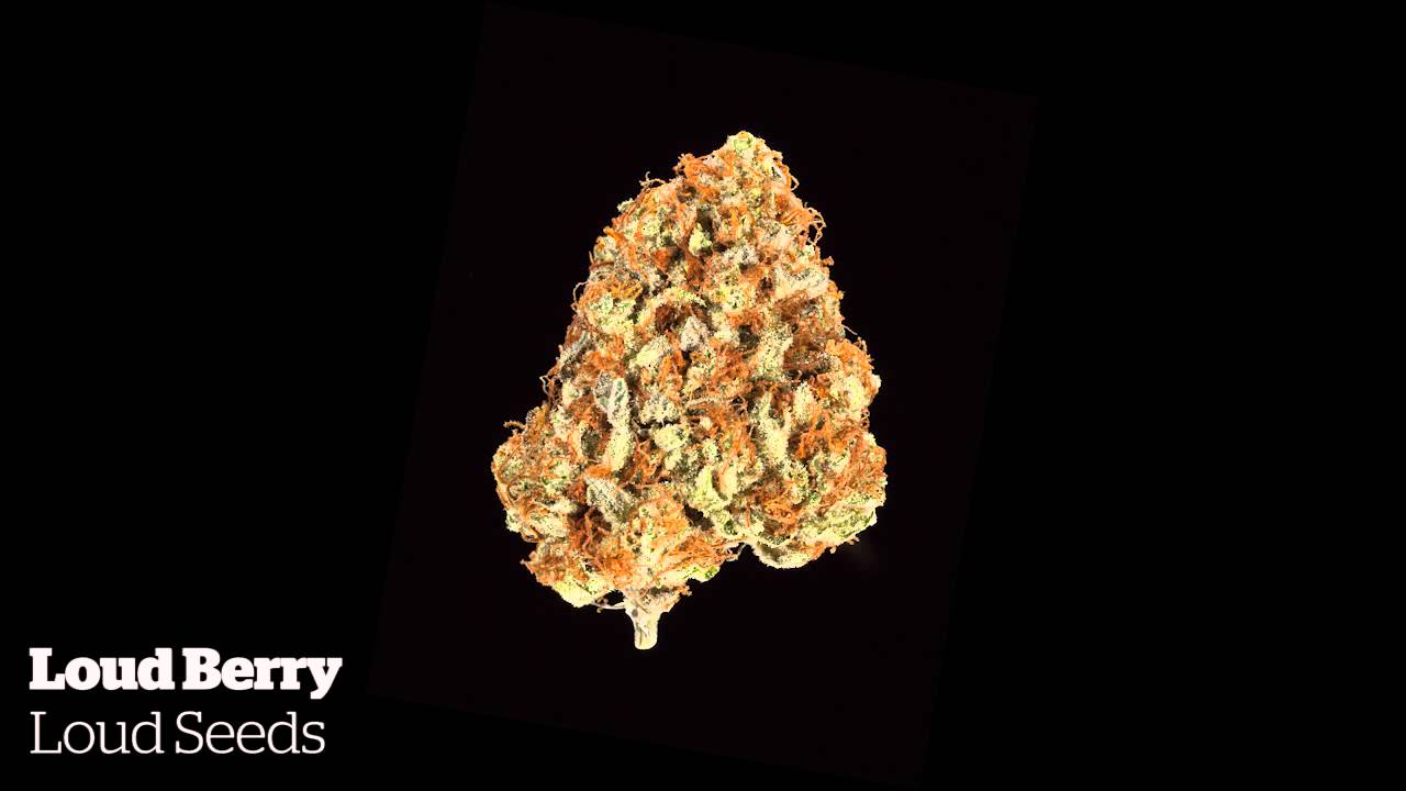 High Times World Cannabis Cup 2015 - Sativa Entries [11/14/2015]