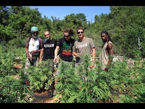 Strain Hunters Jamaica Expedition [1/5/2014]