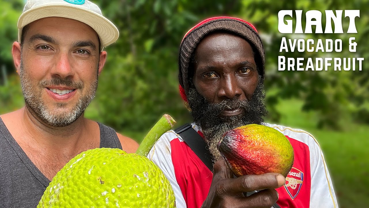 Ras Kitchen - Beware Falling Giant Avocados! Picking Breadfruit & Pear on Rasta Devon's Yard [11/4/2022]