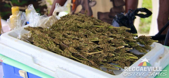 Impressions Day One @ Cannabis Cup 2015 in Negril, Jamaica