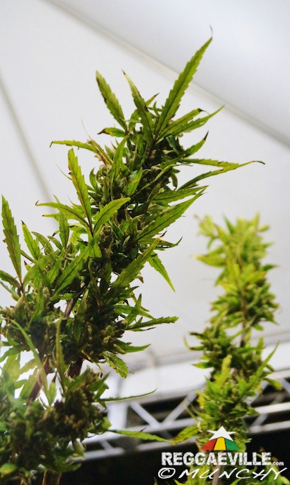 Impressions @  Stepping High Ganja Festival 2015