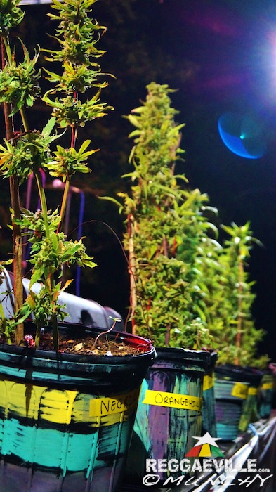 Impressions @  Stepping High Ganja Festival 2015