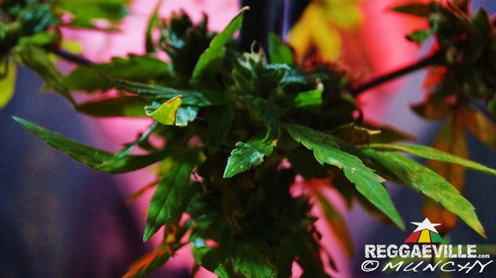 Impressions @  Stepping High Ganja Festival 2015