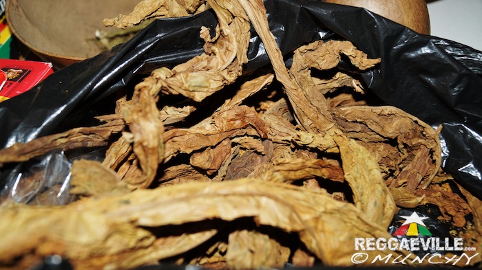 Impressions @  Stepping High Ganja Festival 2015