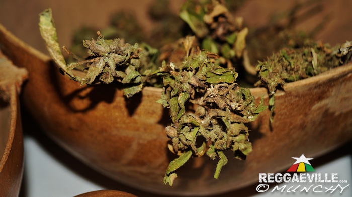 Impressions @  Stepping High Ganja Festival 2015