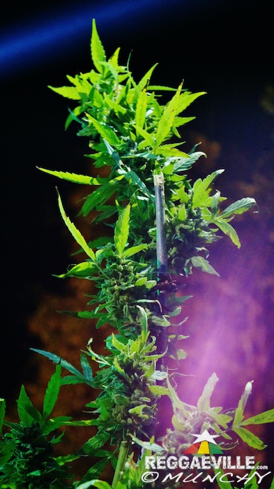 Impressions @  Stepping High Ganja Festival 2015