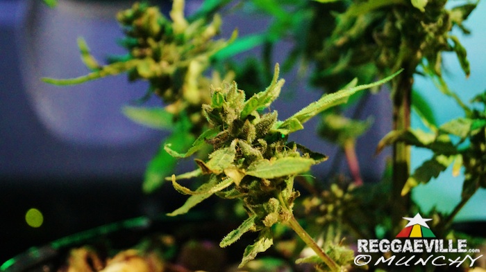 Impressions @  Stepping High Ganja Festival 2015