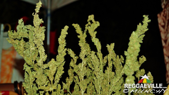 Impressions @  Stepping High Ganja Festival 2015