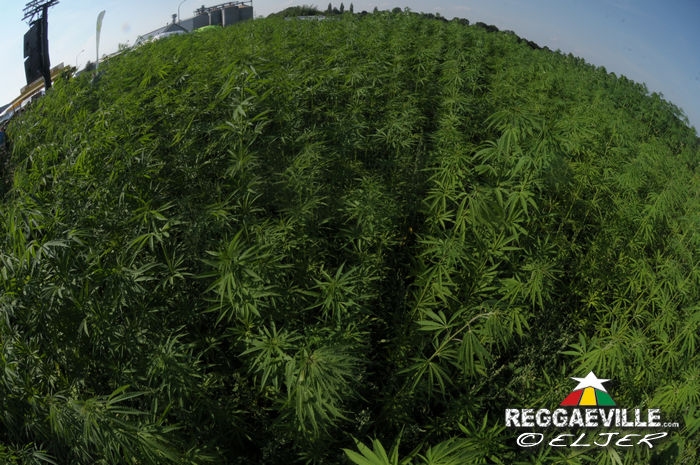 Impressions @ Reggae im Hanf-Feld 2015