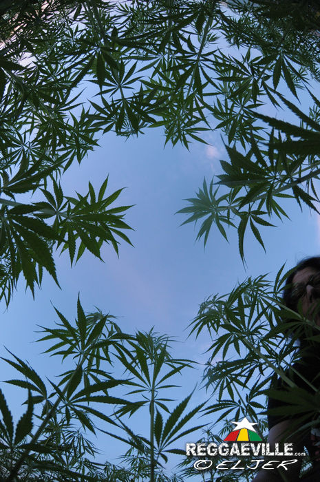 Impressions @ Reggae im Hanf-Feld 2015