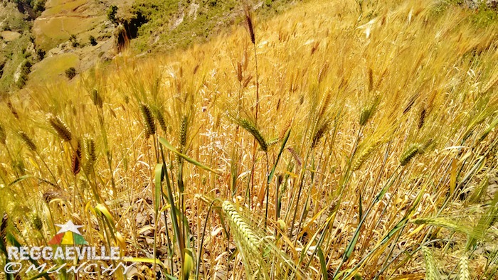 Munchy in Ethiopia - Day 8