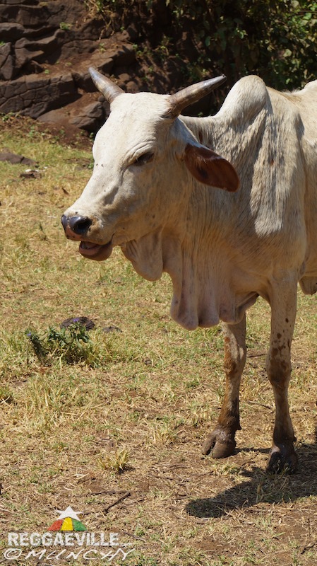 Munchy in Ethiopia - Day 5
