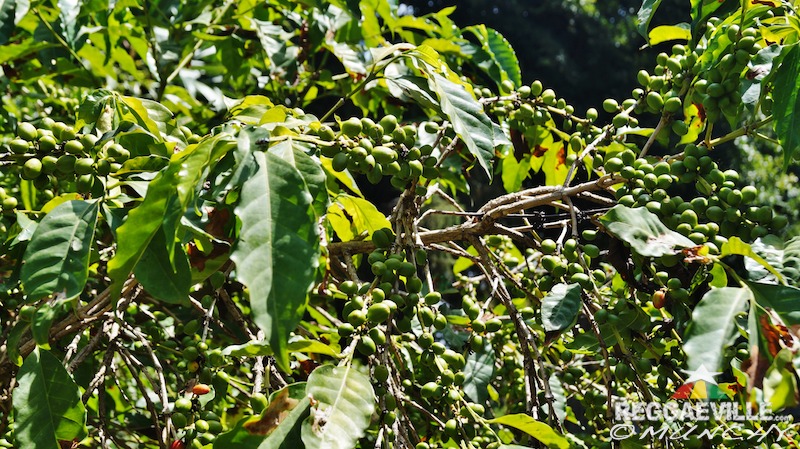 Munchy in Ethiopia - Day 4