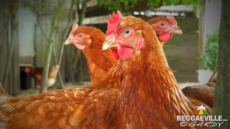 Various Artists & Vibes @ P-Town Festival 2016