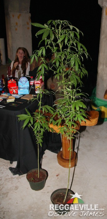 Herb Curb @ Rebel Salute 2016