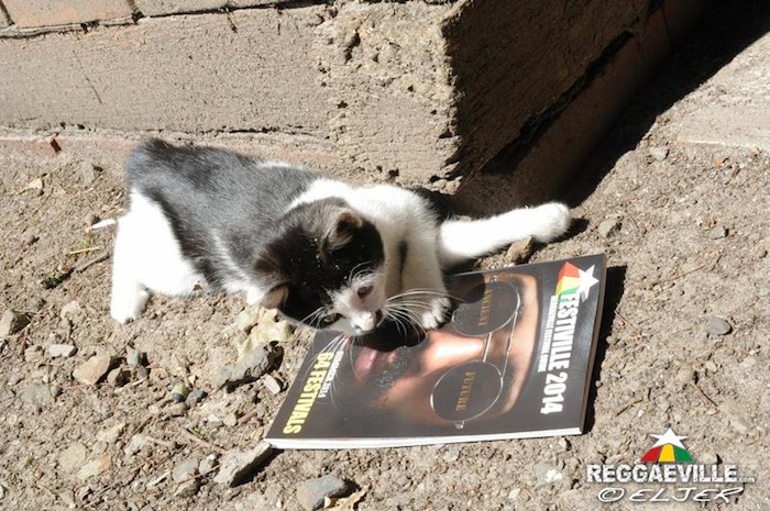 Impressions @ Reggae Jam 2014