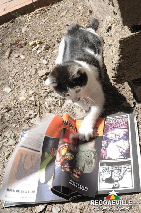 Impressions @ Reggae Jam 2014